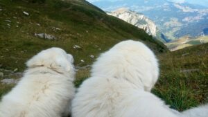 Nos patous observent… Itinérance au Fil de l'Herbe