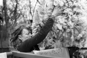 Viviane lors de la tonte 2023 Itinérance au Fil de l'Herbe